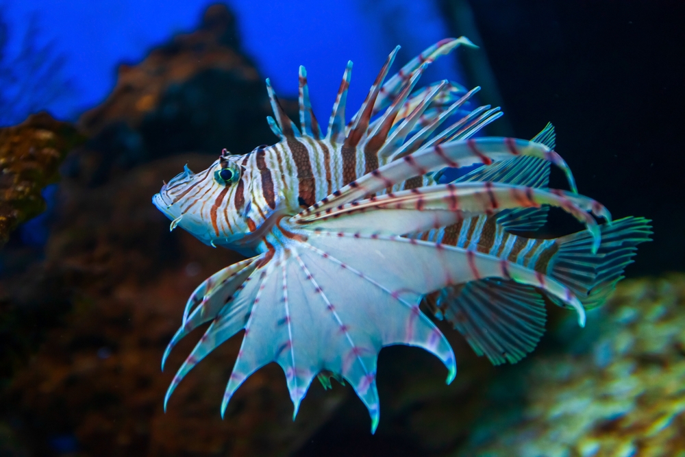 A lionfish in a Manila aquarium