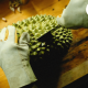 Durian